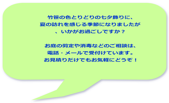 竹笹の色とりどりの七夕飾りに、 夏の訪れを感じる季節になりましたが 、いかがお過ごしですか? お庭の剪定や消毒などのご相談は、 電話・メールで受付けています。 お見積りだけでもお気軽にどうぞ!
